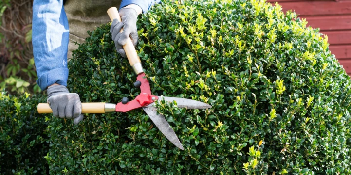 shrub trimming excellence for indianapolis