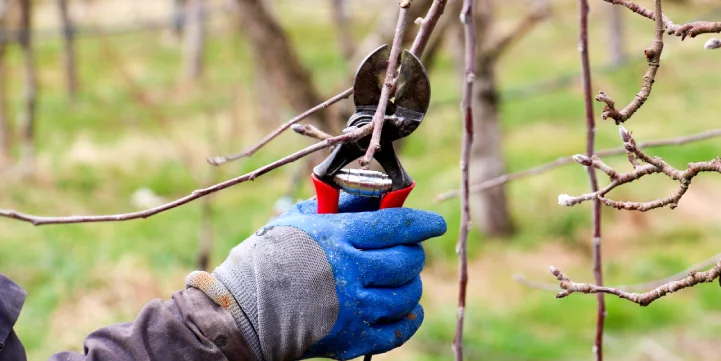 small tree trimming and pruning experts for indianapolis