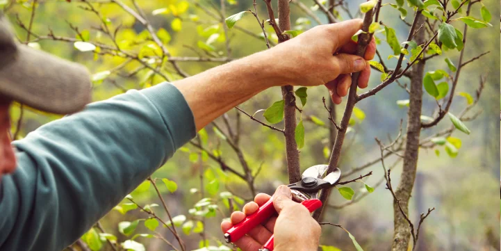 small tree trimming and pruning in indianapolis