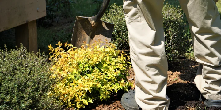 tree and shrub planting company in indianapolis