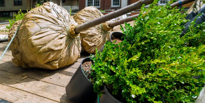 tree and shrub planting in indianapolis