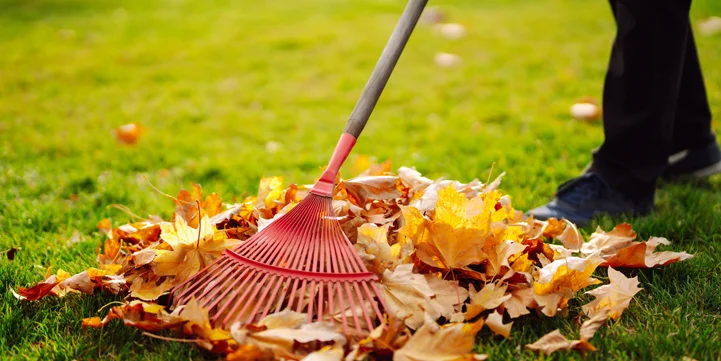 yard cleanups services in indianapolis