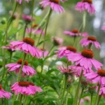 Native and Low-Maintenance Plants for Indianapolis Yards native and low-maintenance plants for indianapolis