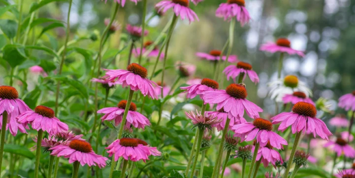 native and low-maintenance plants for indianapolis